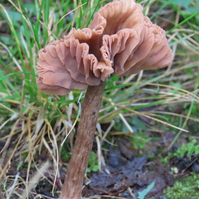 見て撮って楽しむ公園のキノコ - saichimama's blog