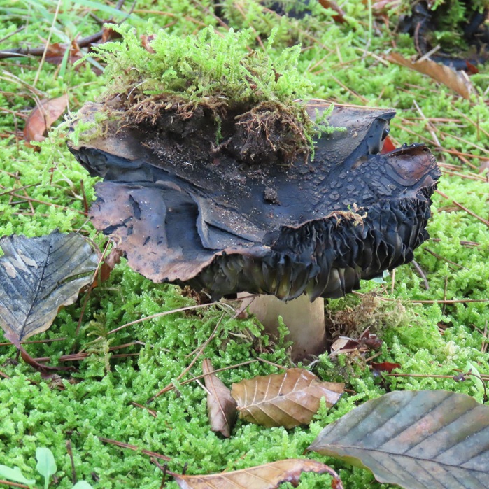 見て撮って楽しむ公園のキノコ - saichimama's blog