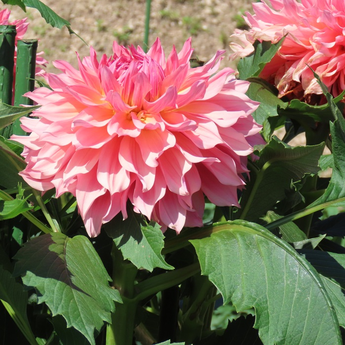 艶やかなダリアの花 - saichimama's blog