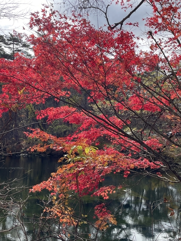 晩秋の五色沼にのこっていた紅葉