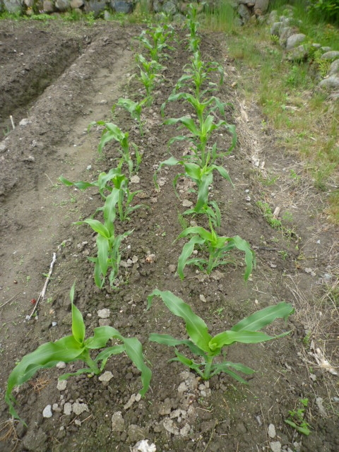 f:id:saientaro:20210515182916j:plain:left:w120