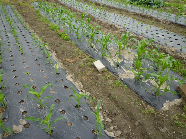 f:id:saientaro:20210515182928j:plain:left:w120