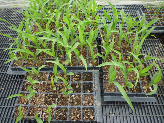 f:id:saientaro:20210515183356j:plain:left:w120