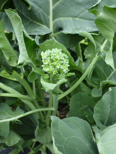 f:id:saientaro:20210518152814j:plain:left:w120