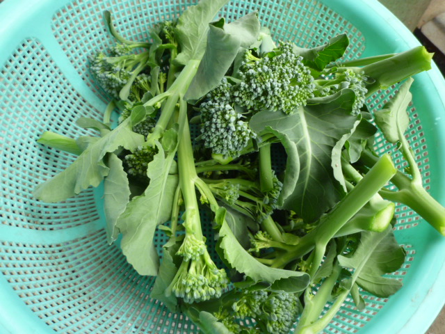 f:id:saientaro:20210518152824j:plain:left:w120