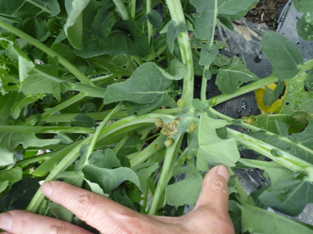 f:id:saientaro:20210518153241j:plain