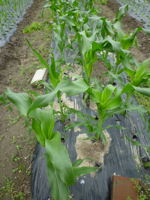 f:id:saientaro:20210519190241j:plain:left:w120