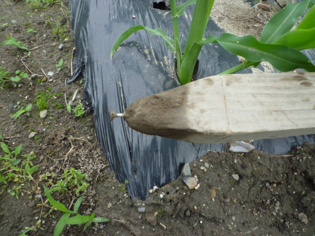 f:id:saientaro:20210519190252j:plain:left:w120