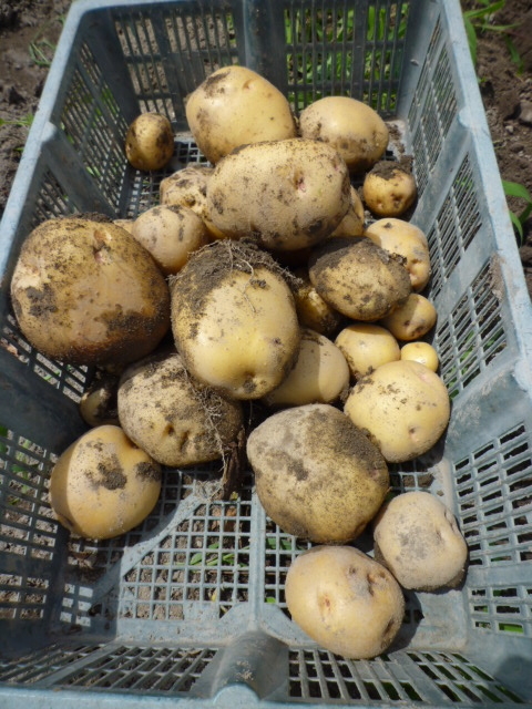 f:id:saientaro:20210617173236j:plain