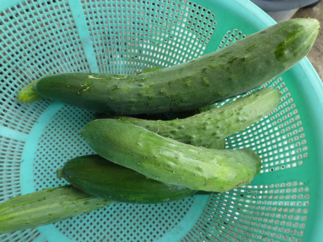 f:id:saientaro:20210623160543j:plain