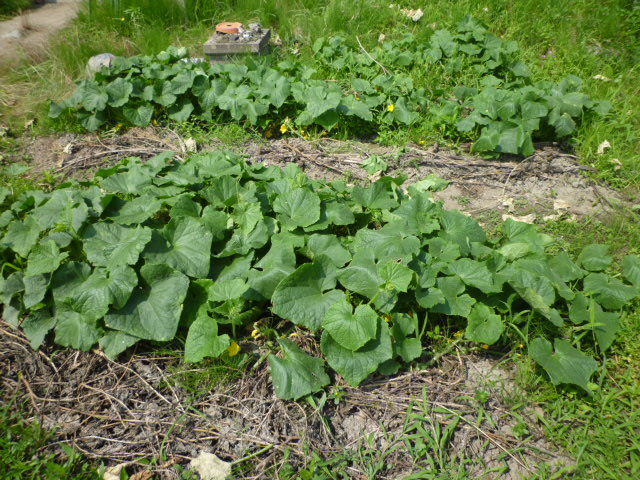 f:id:saientaro:20210623160709j:plain:left:w150