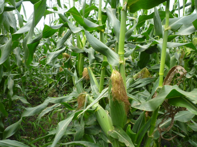 f:id:saientaro:20210627165122j:plain