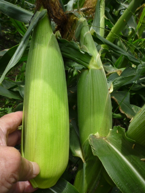 f:id:saientaro:20210627165225j:plain