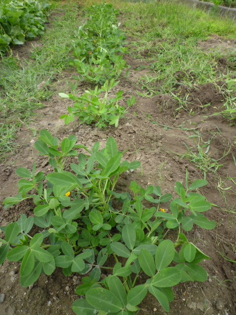 f:id:saientaro:20210628155349j:plain:left:w150