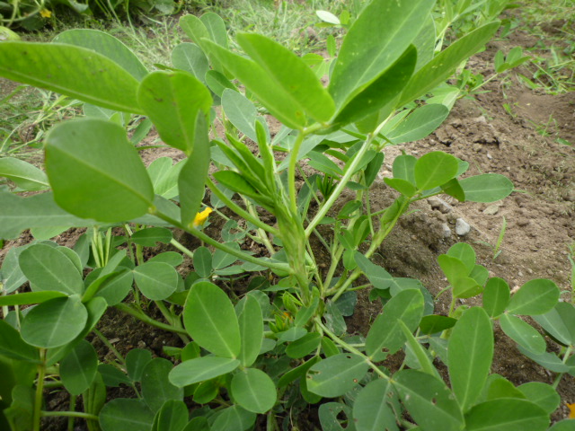 f:id:saientaro:20210628155400j:plain:left:w150