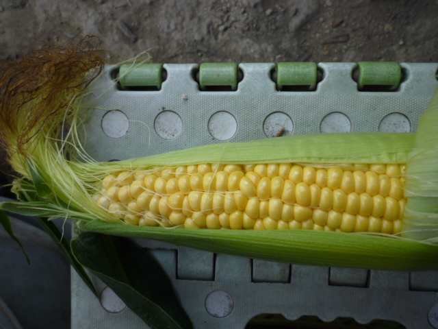 f:id:saientaro:20210701155655j:plain:left:w150