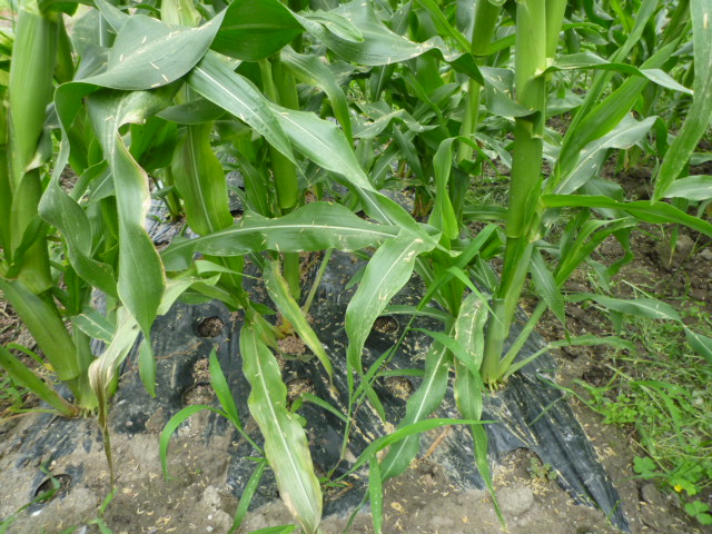 f:id:saientaro:20210701155926j:plain:left:w150