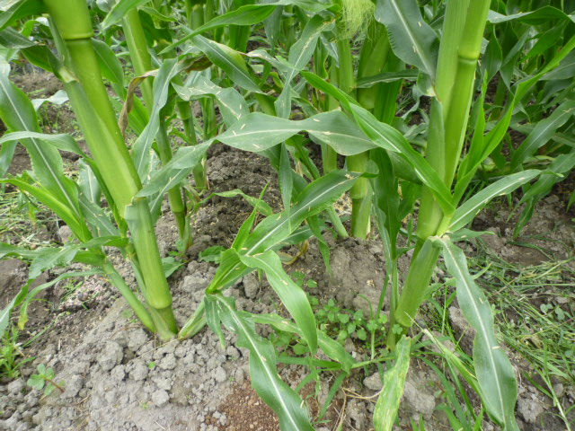 f:id:saientaro:20210701155938j:plain:left:w150