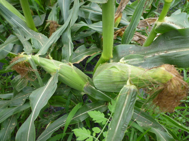 f:id:saientaro:20210701160308j:plain:left:w150