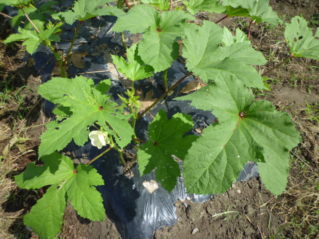 f:id:saientaro:20210703180110j:plain:left:w150