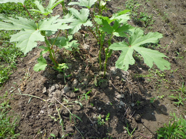 f:id:saientaro:20210703180908j:plain:left:w150