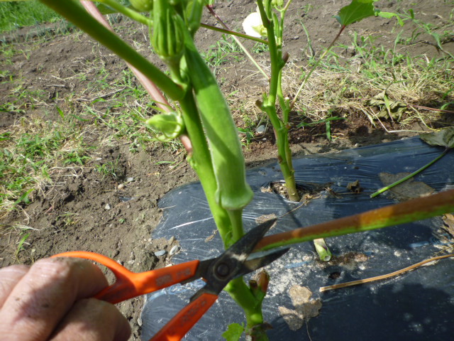 f:id:saientaro:20210703181134j:plain:left:w150