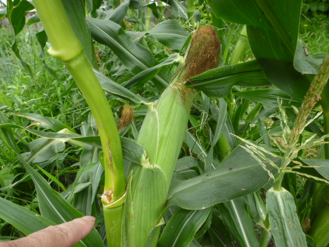 f:id:saientaro:20210708070905j:plain:left:w150