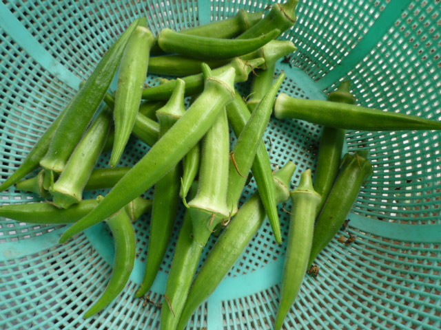 f:id:saientaro:20210708071615j:plain:left:w150