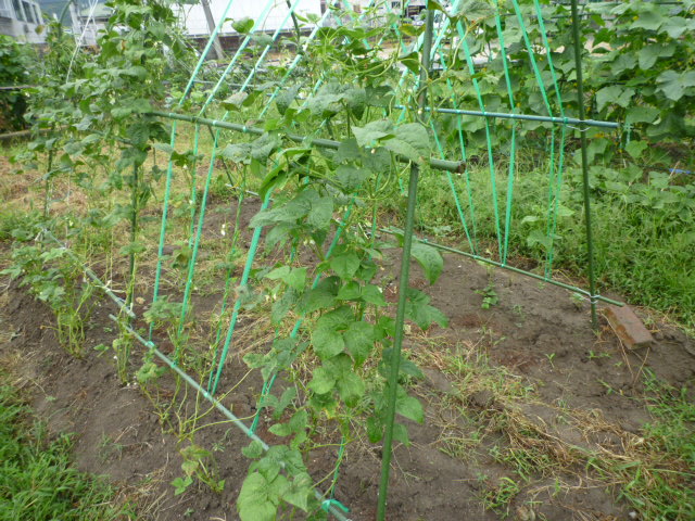 f:id:saientaro:20210708071802j:plain:left:w150