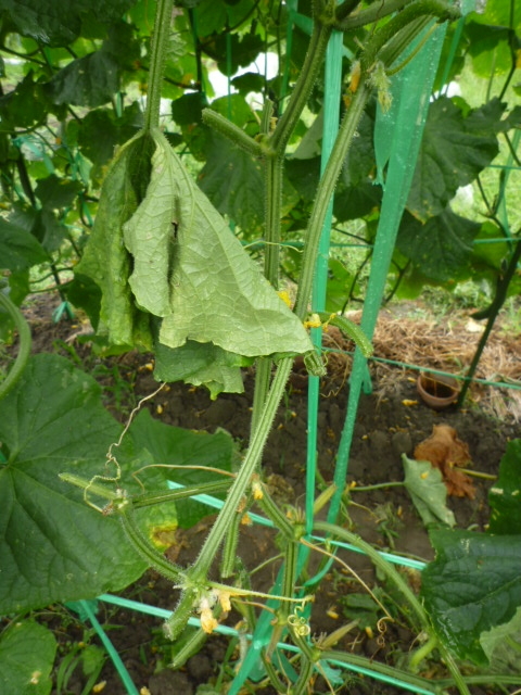 f:id:saientaro:20210708072345j:plain:left:w150