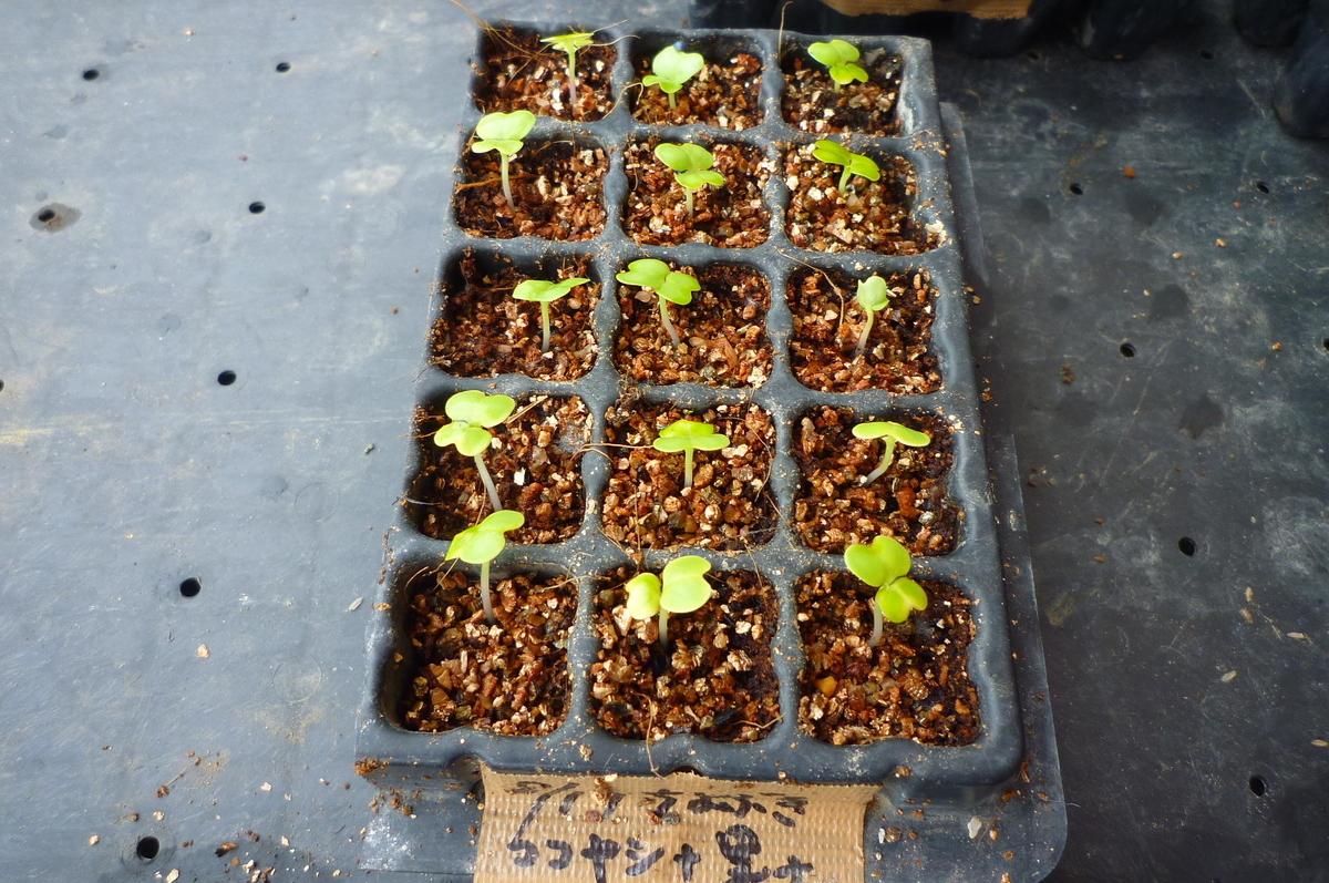 f:id:saientaro:20210820151657j:plain