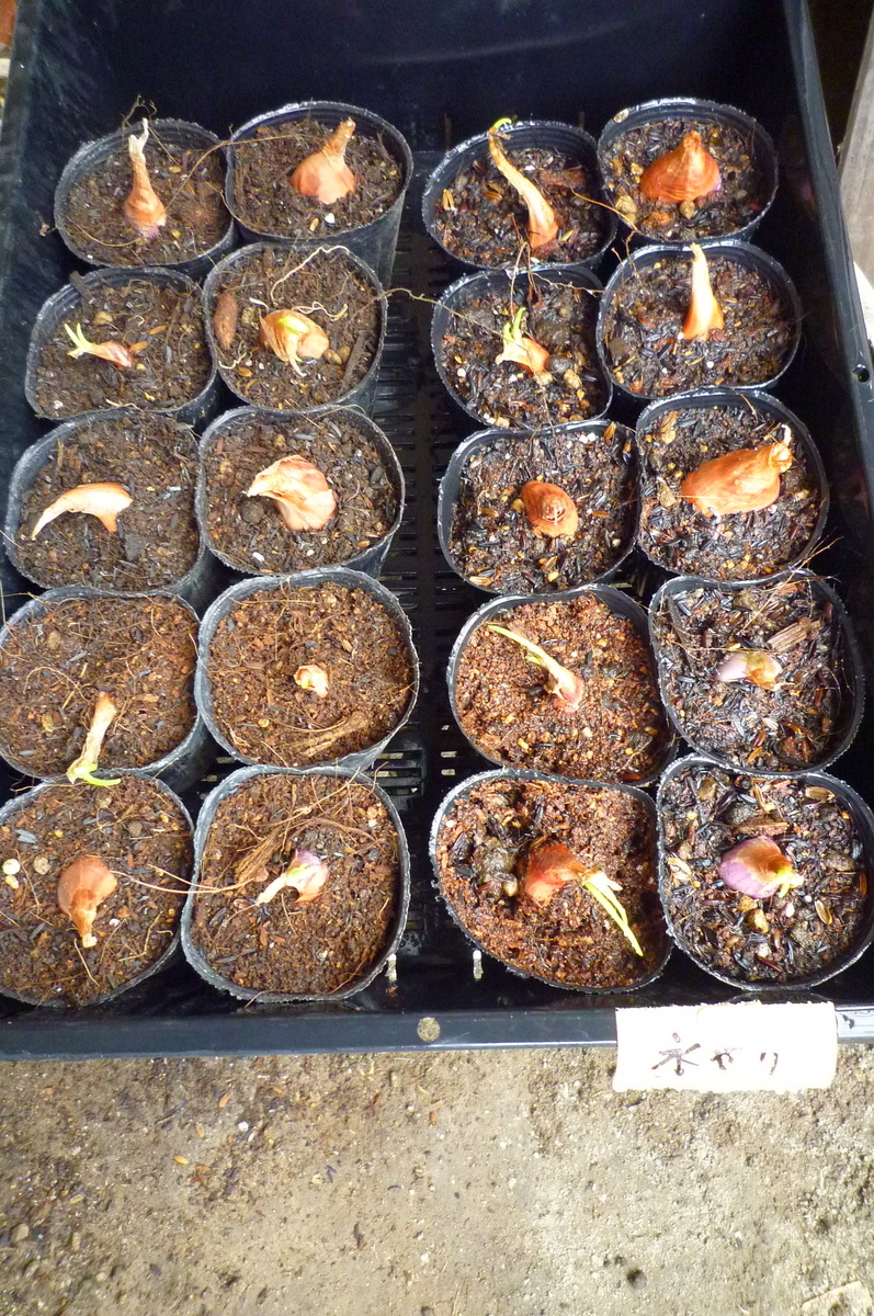 f:id:saientaro:20210820151943j:plain