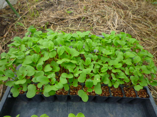 f:id:saientaro:20210826172650j:plain