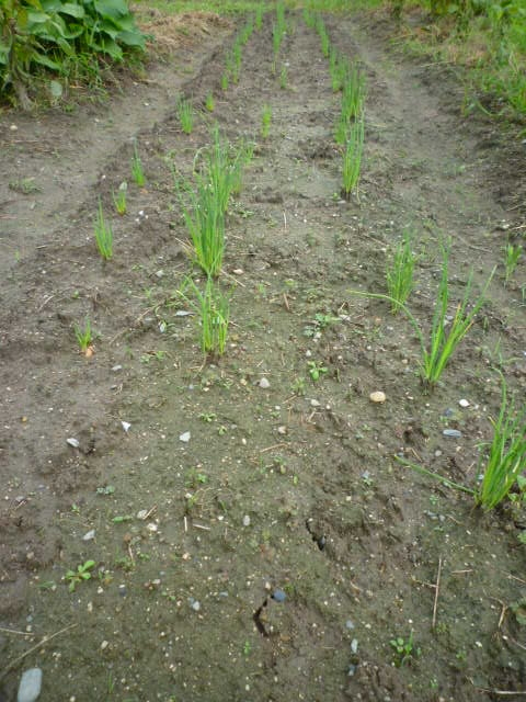 f:id:saientaro:20210907160100j:plain:left:w150