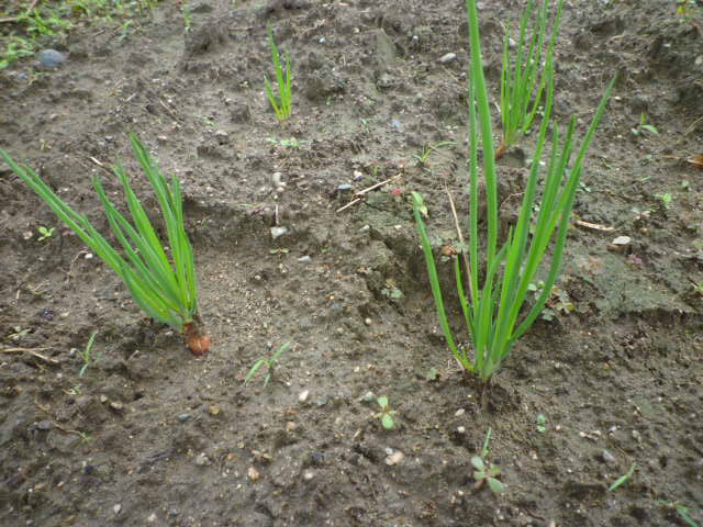 f:id:saientaro:20210907160108j:plain:left:w150