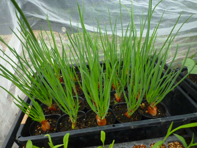 f:id:saientaro:20210907160452j:plain:left:w150