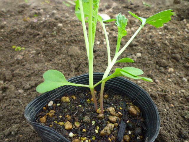 f:id:saientaro:20210912161809j:plain:left:w150