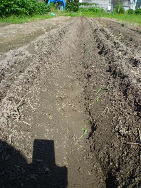 f:id:saientaro:20210912172043j:plain:left:w150