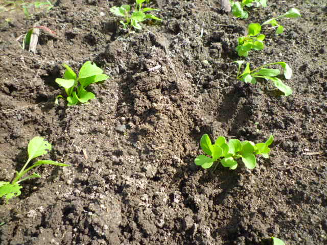 f:id:saientaro:20210918160807j:plain:left:w150