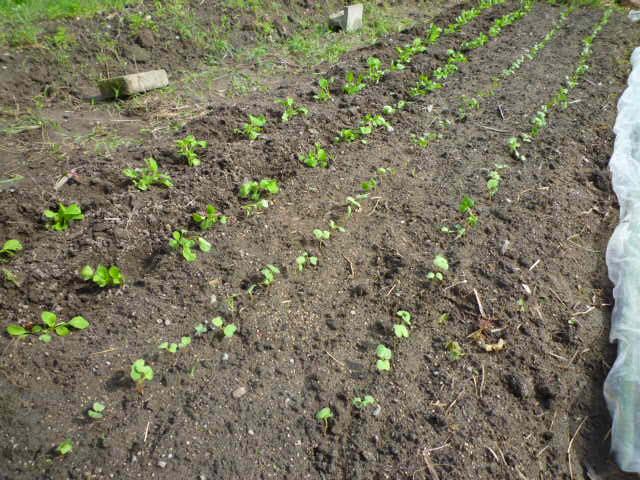 f:id:saientaro:20210918161044j:plain:left:w200