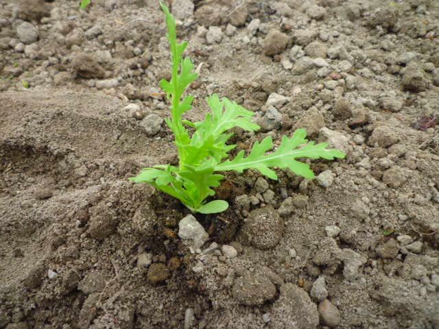 f:id:saientaro:20210930162132j:plain:left:w150