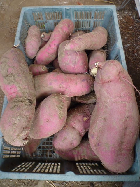 f:id:saientaro:20211016162939j:plain