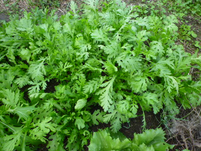 f:id:saientaro:20211104084807j:plain:left:w150