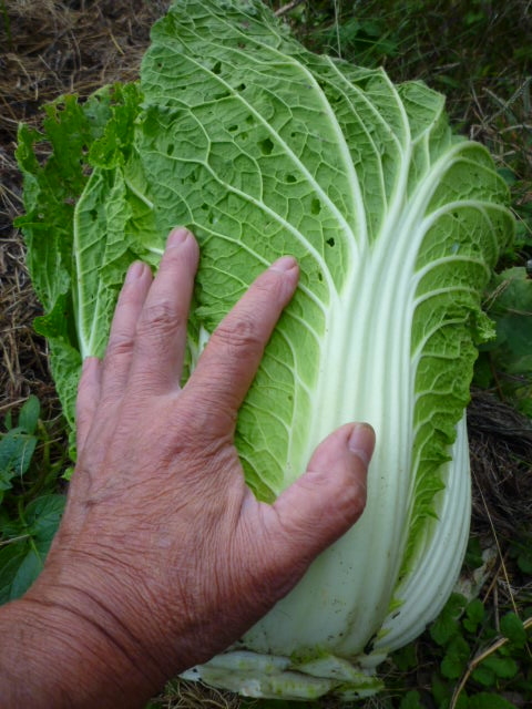 f:id:saientaro:20211104085135j:plain:left:w150