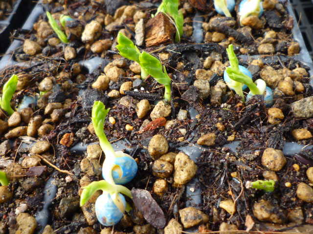 f:id:saientaro:20211108070336j:plain:left:w150