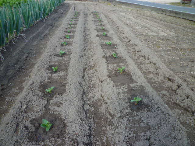 f:id:saientaro:20211113193758j:plain:left:w150