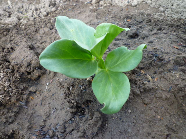 f:id:saientaro:20211113193804j:plain:left:w150