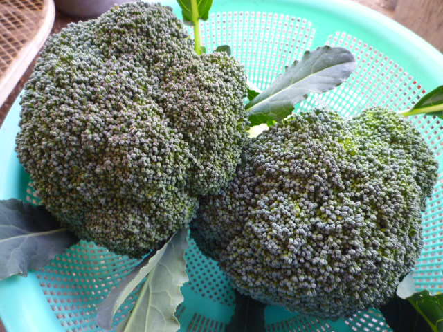 f:id:saientaro:20211205101533j:plain:left:w150