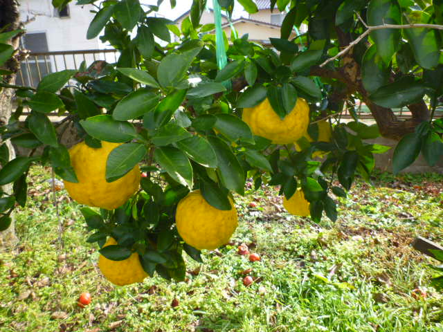 f:id:saientaro:20211205104034j:plain:left:w150