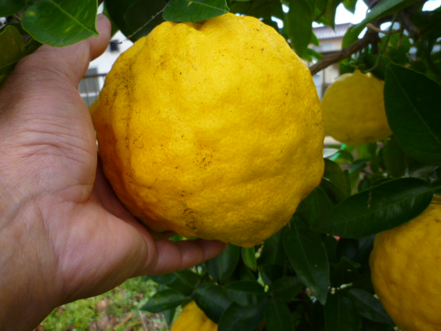 f:id:saientaro:20211205104045j:plain:left:w150